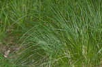 Upright sedge